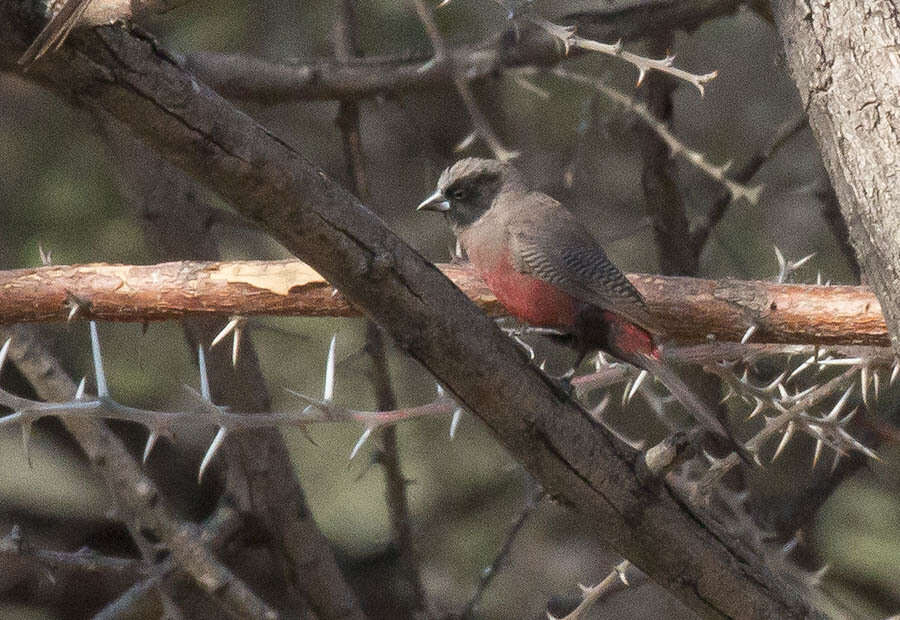 صورة Brunhilda erythronotos erythronotos (Vieillot 1817)