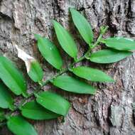 Image of Pothos scandens L.