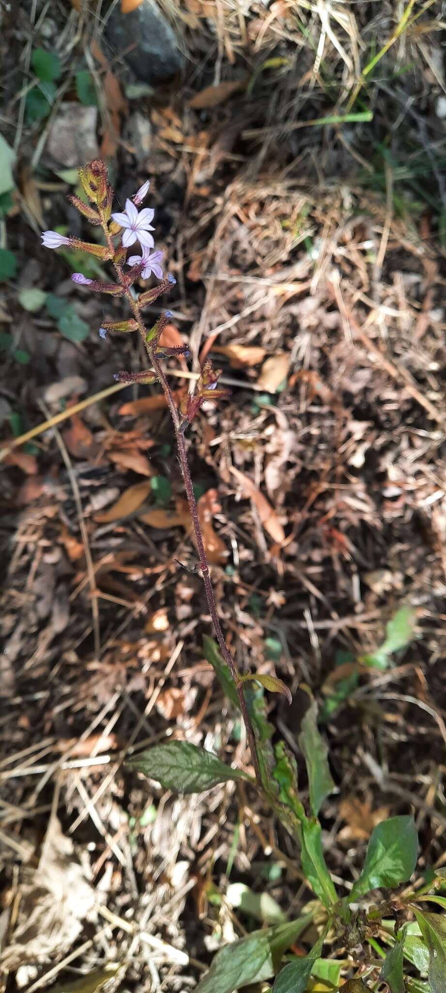 Imagem de Plumbago caerulea