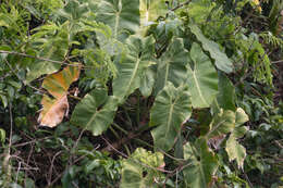 Image of Thaumatophyllum corcovadense (Kunth) Sakur., Calazans & Mayo