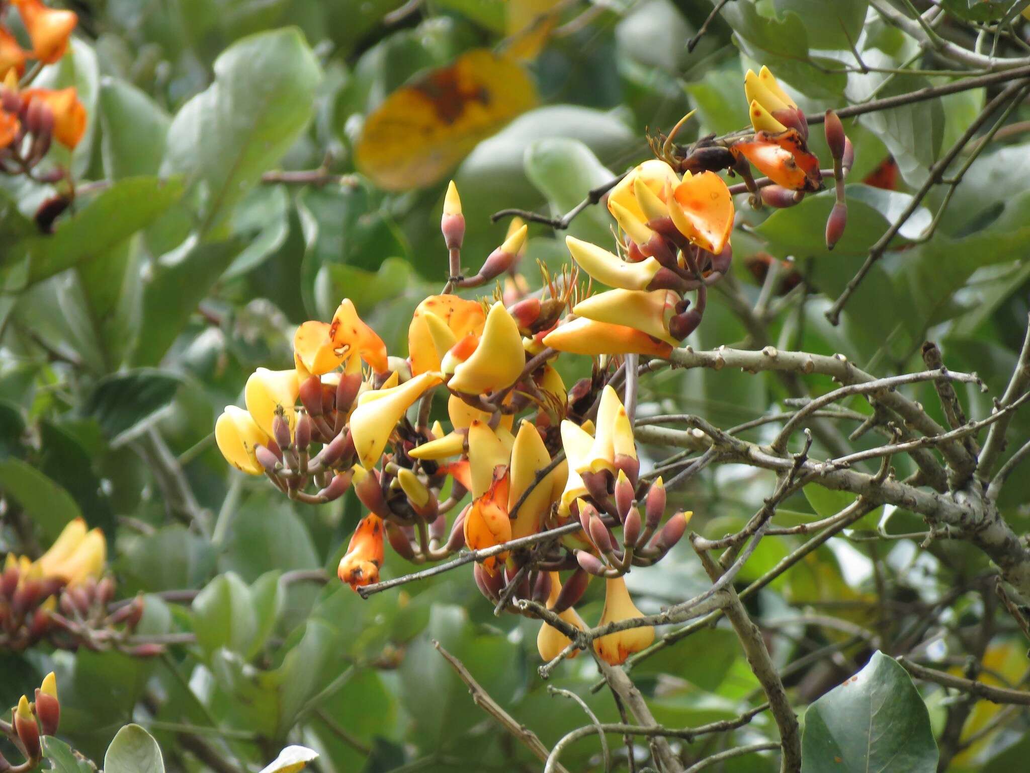 صورة Erythrina fusca Lour.