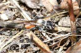 Image of Osmia andrenoides Spinola 1808