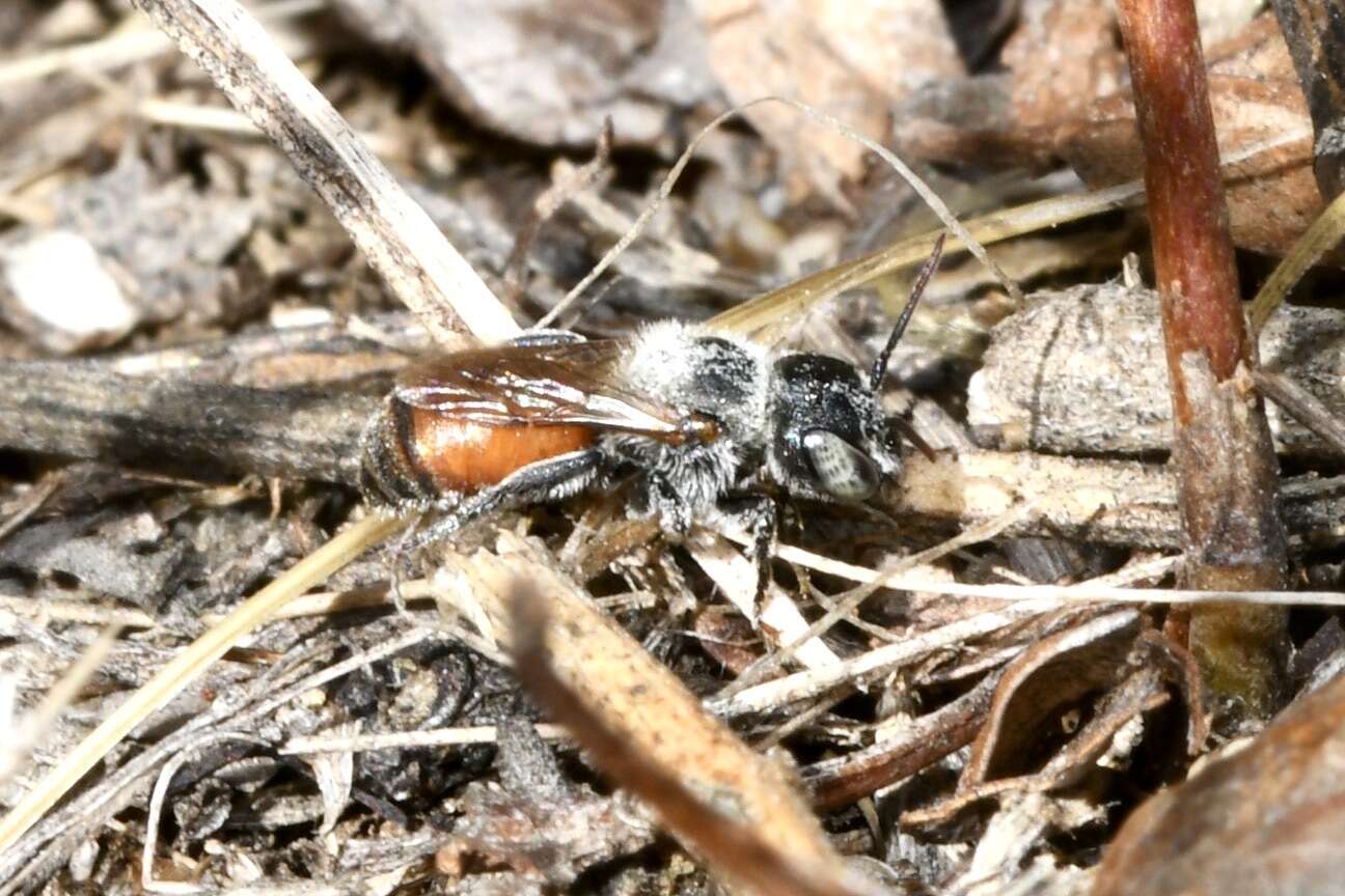 Imagem de Osmia andrenoides Spinola 1808