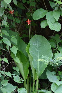 Image of Goeppertia coccinea (Standl. & Steyerm.) Borchs. & S. Suárez