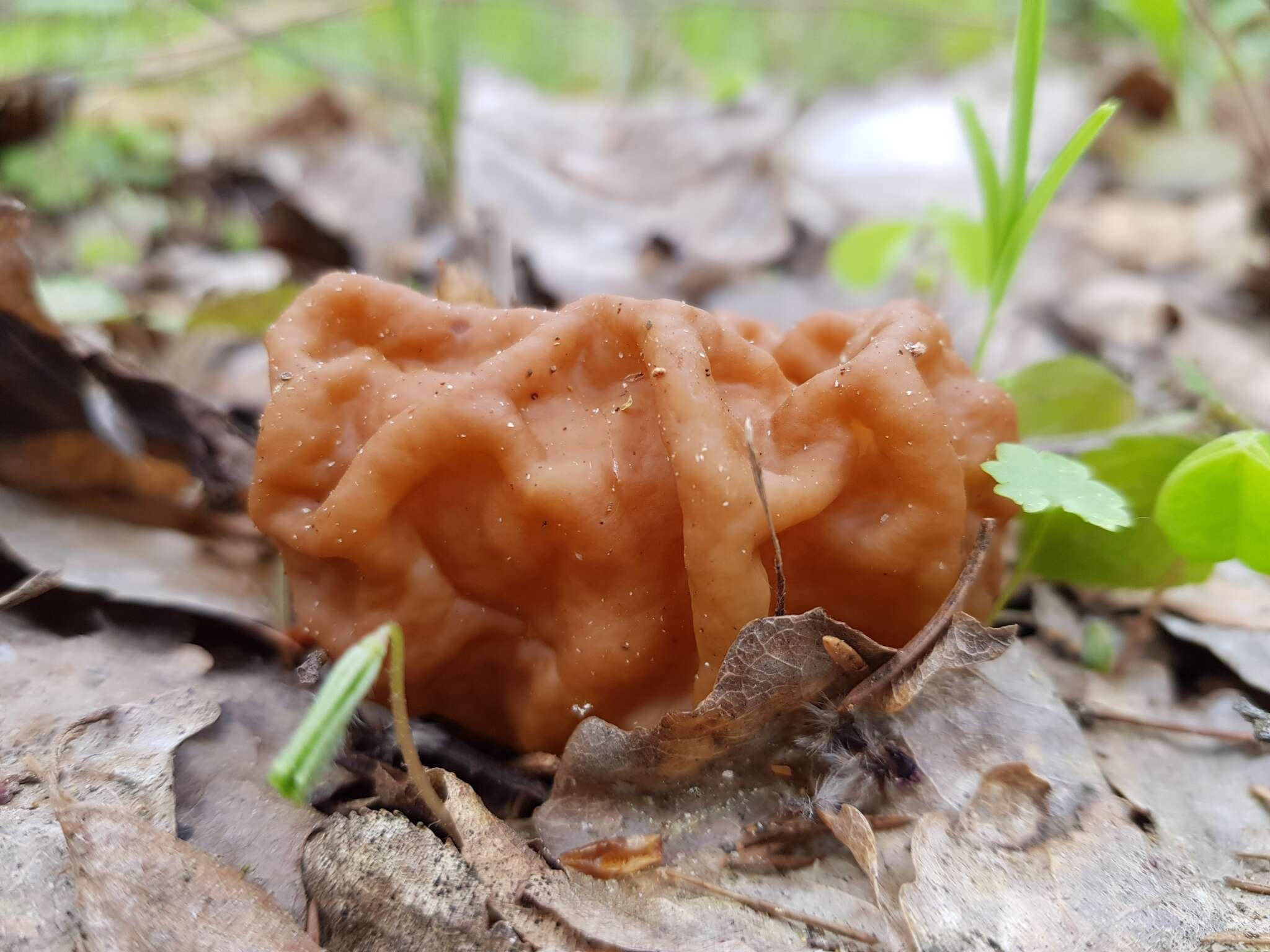 Imagem de Gyromitra gigas (Krombh.) Cooke 1878