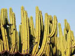 Image of Myrtillocactus schenckii (J. A. Purpus) Britton & Rose