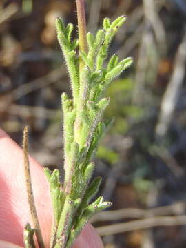 Imagem de Lobelia tomentosa L. fil.