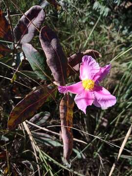 Image of Kielmeyera rubriflora Cambess.