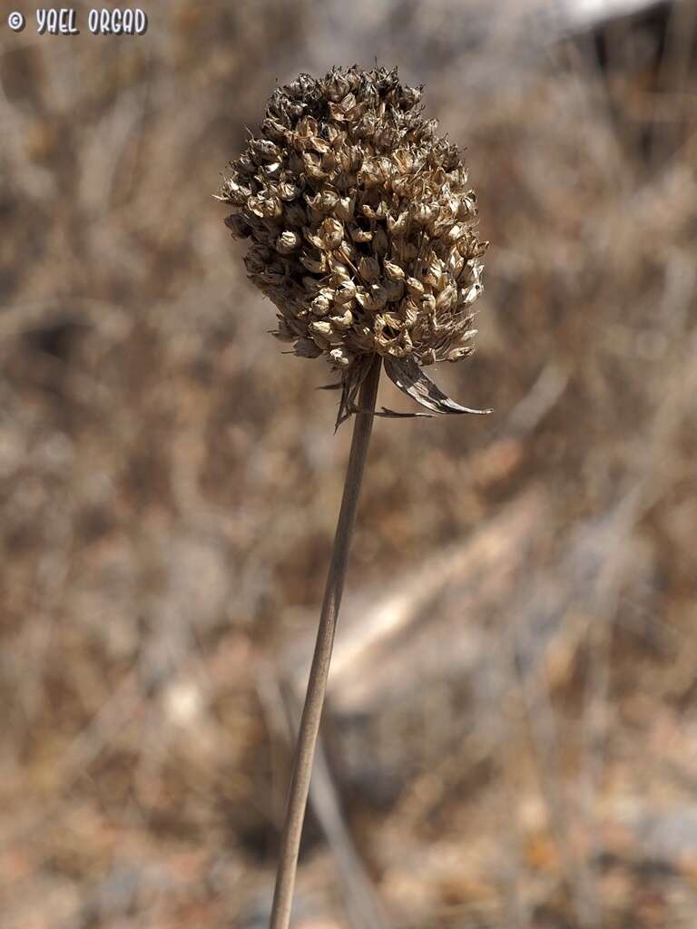 Allium phanerantherum Boiss. & Hausskn. resmi