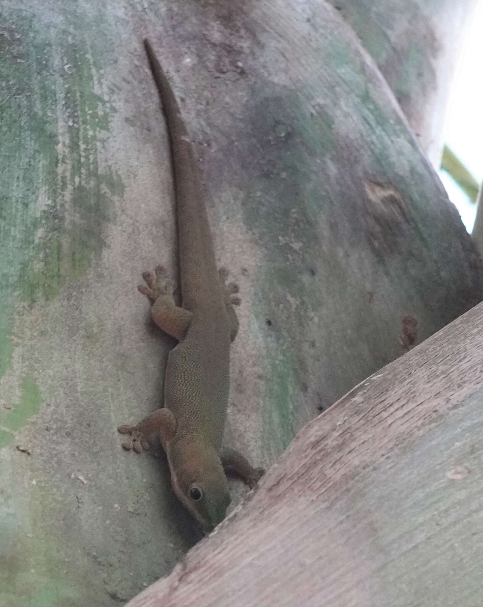 صورة Phelsuma dubia (Boettger 1881)