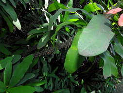 Image of Christ plant