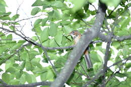 Image of Black-streaked Scimitar Babbler