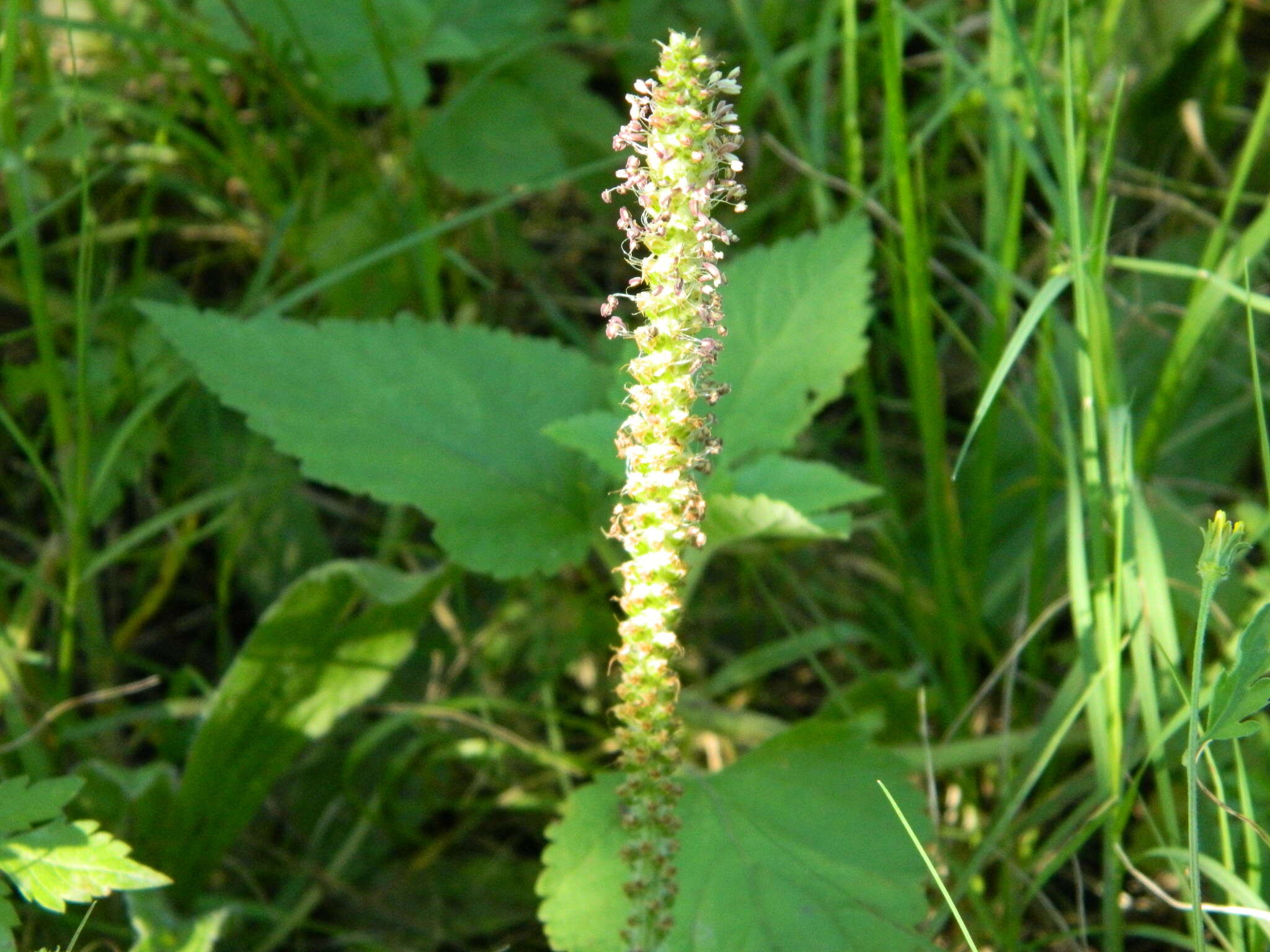 صورة Plantago tomentosa Lam.