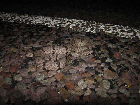 Crotalus lepidus (Kennicott 1861) resmi