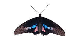 Sivun Parides zacynthus (Fabricius 1793) kuva