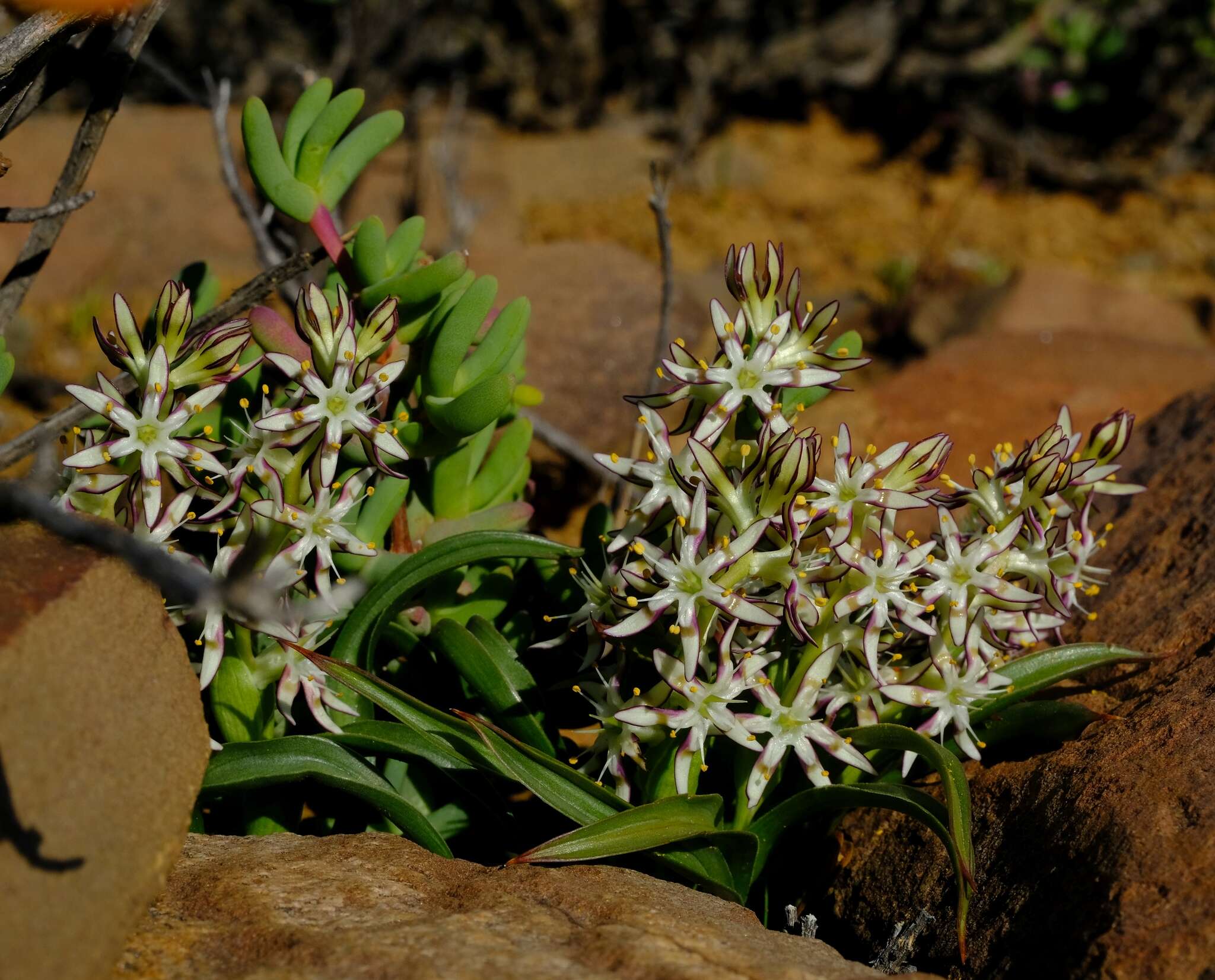 Image of Wurmbea variabilis B. Nord.