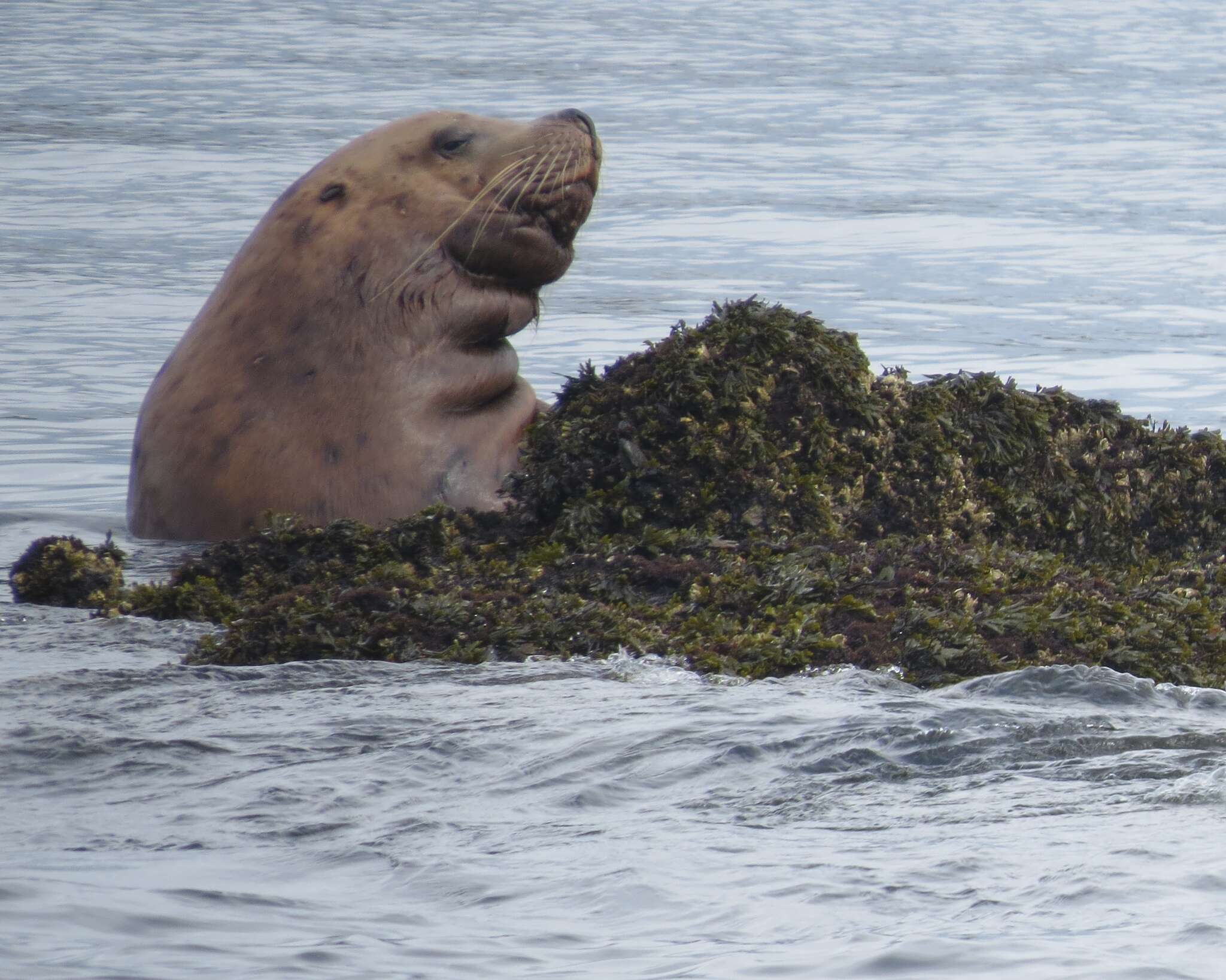 Image of northerns sea lions