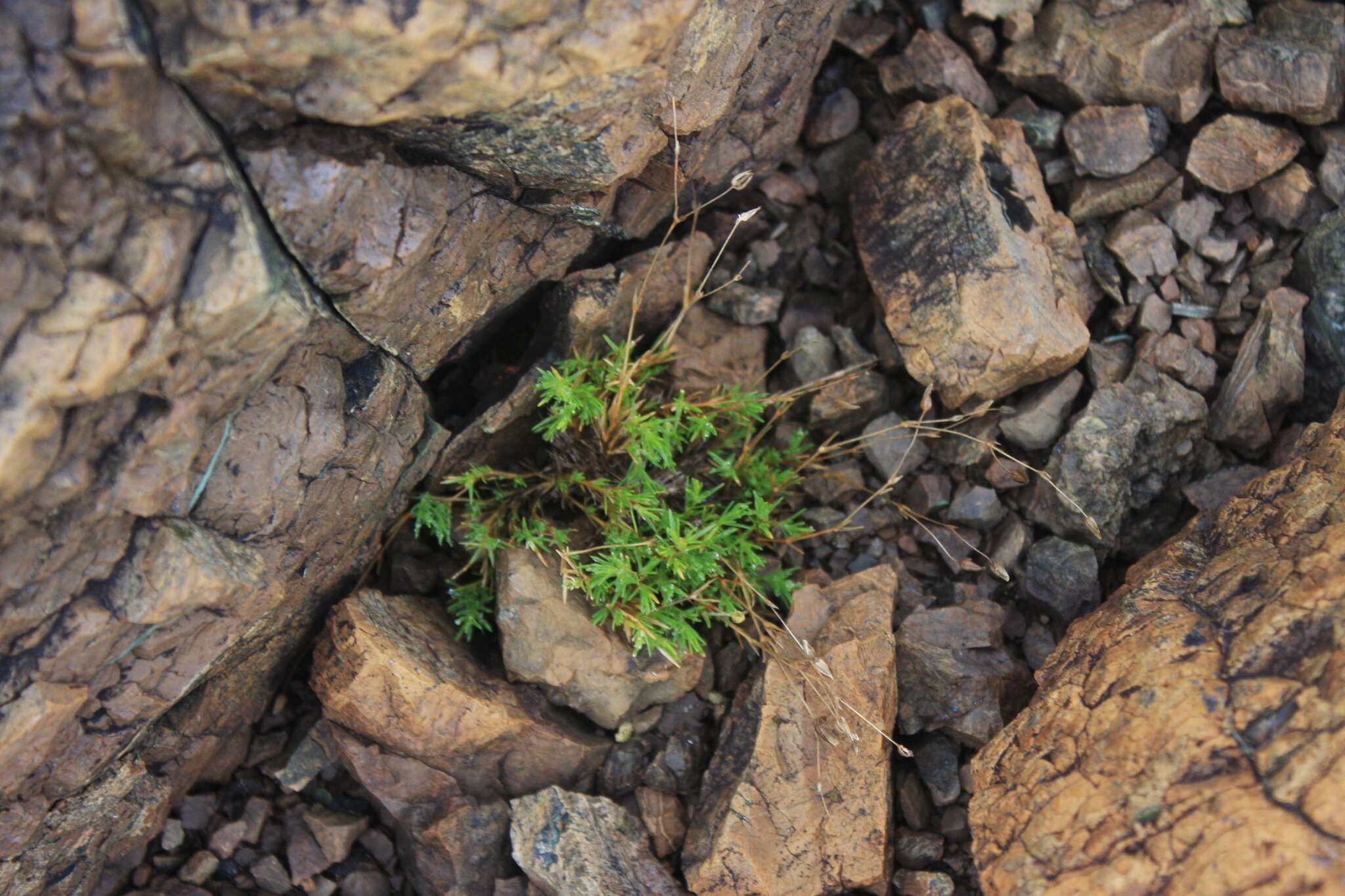 Sivun Cherleria marcescens (Fernald) A. J. Moore & Dillenb. kuva