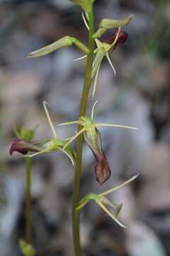 Image of Slipper orchid