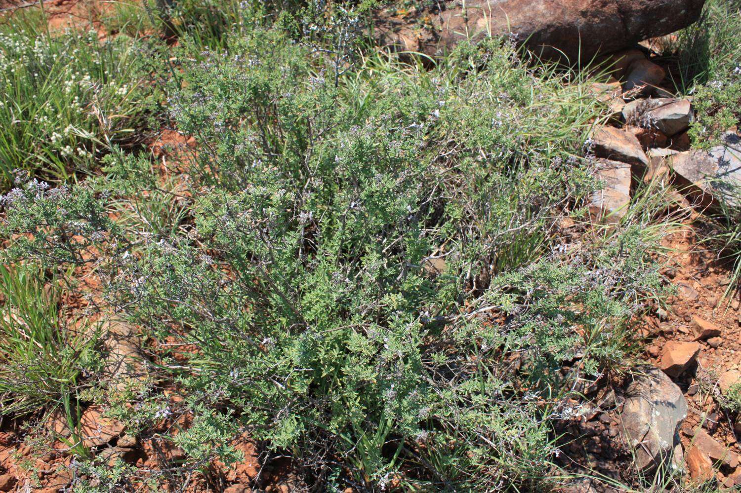 Image of Ocimum burchellianum Benth.