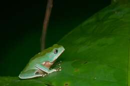 Image of Giant leaf frog