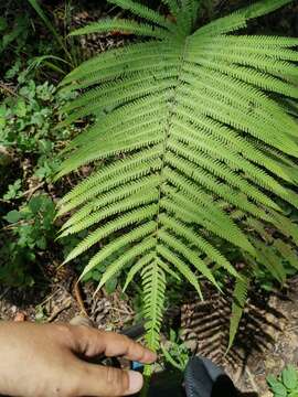 Image of Jeweled Maiden Fern