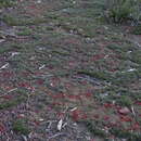 Image of Drosera praefolia Tepper