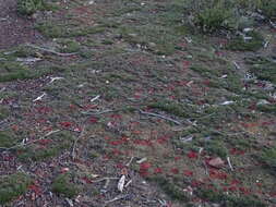 Image of Drosera praefolia Tepper