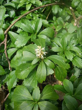 Image of Japanese pachysandra