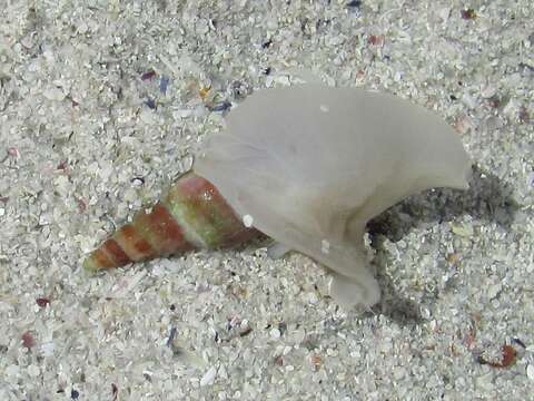 Image of finger plough shell