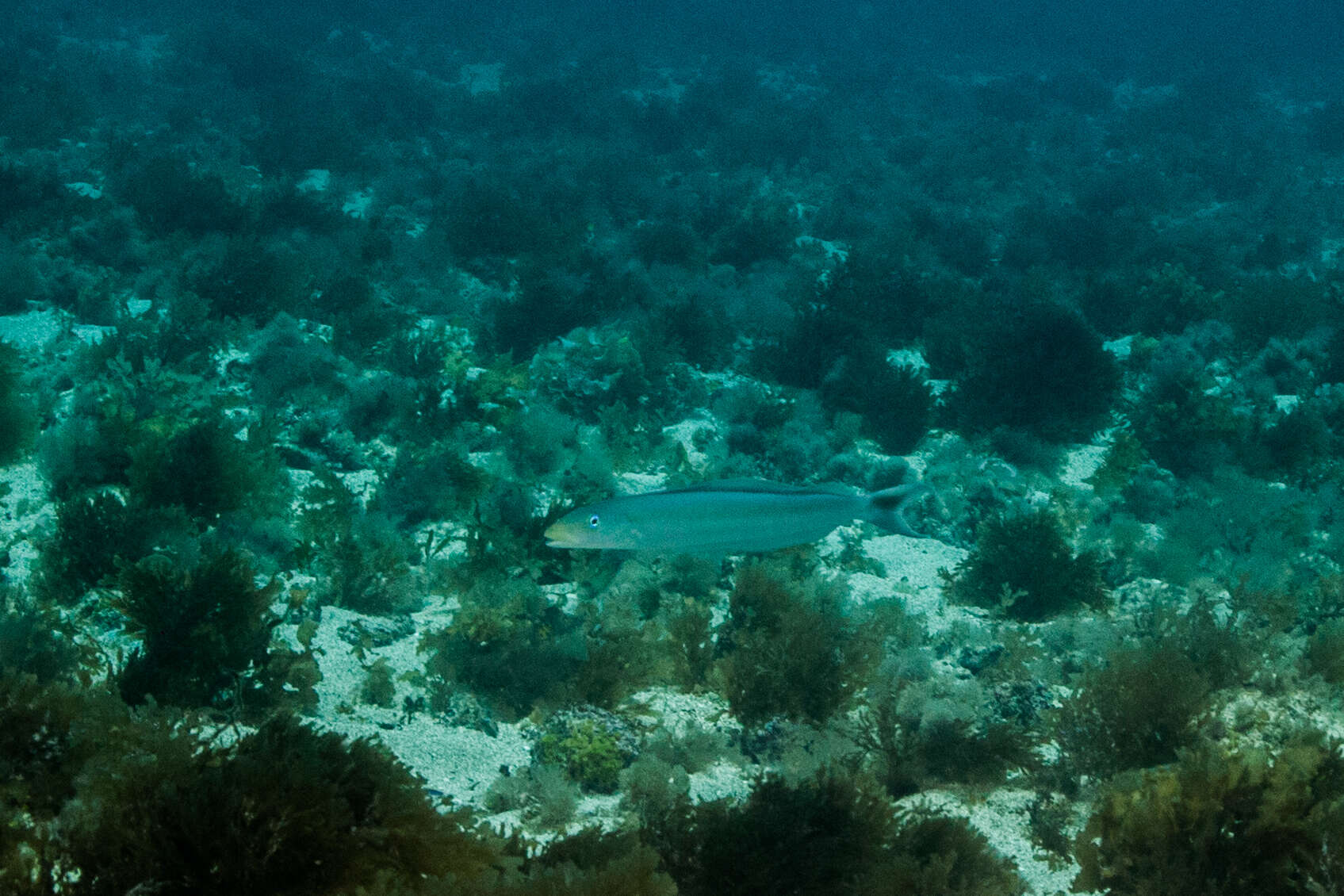 Image of Muttonfish