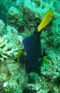 Image of Dusky Sailfin Tang