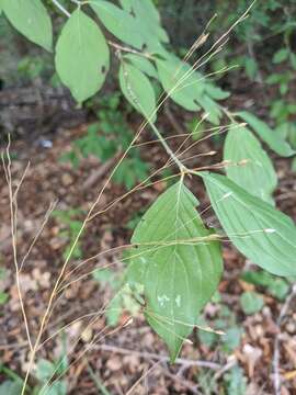 Слика од Piptatherum virescens (Trin.) Boiss.