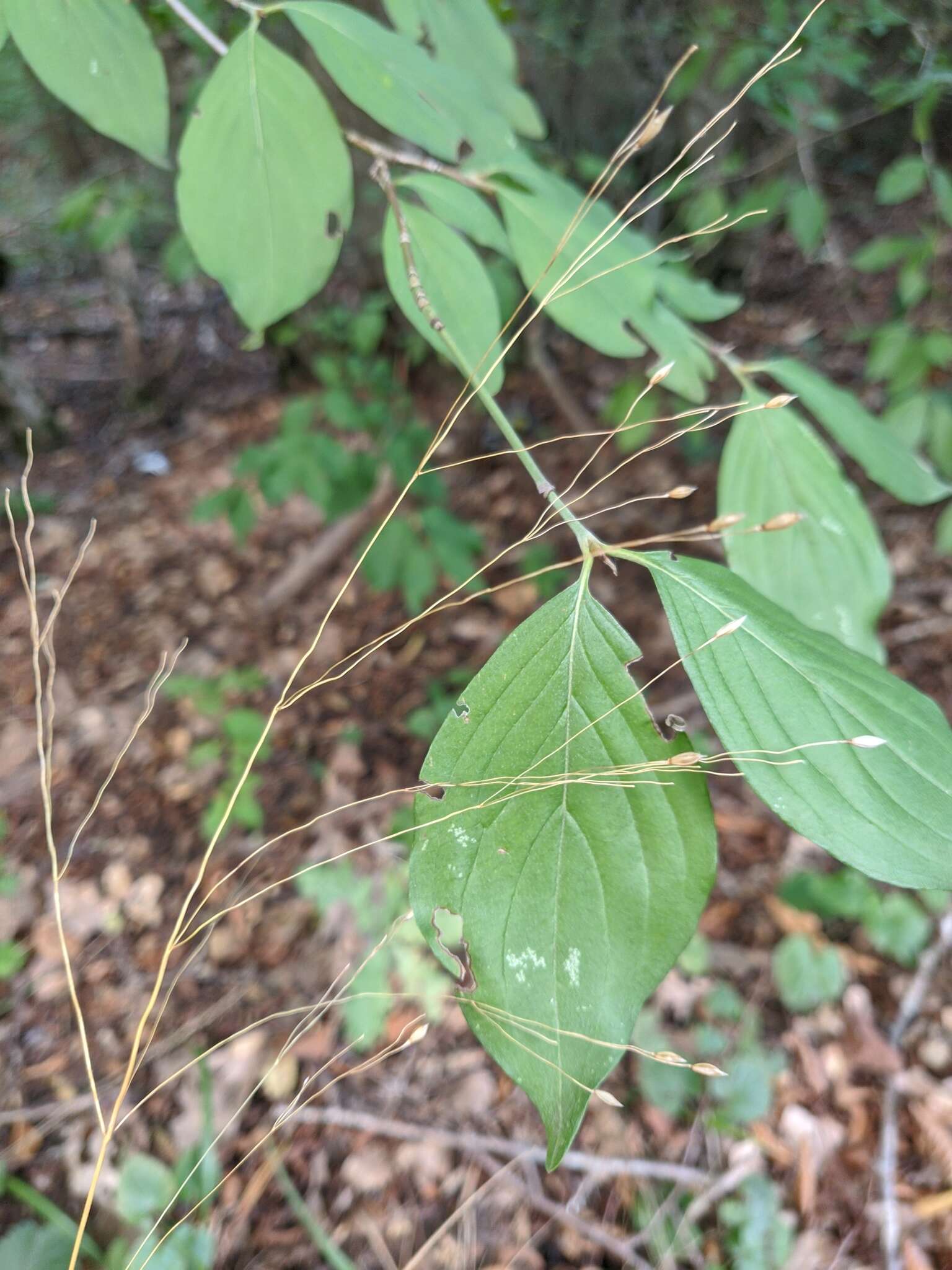 Image of Piptatherum virescens (Trin.) Boiss.