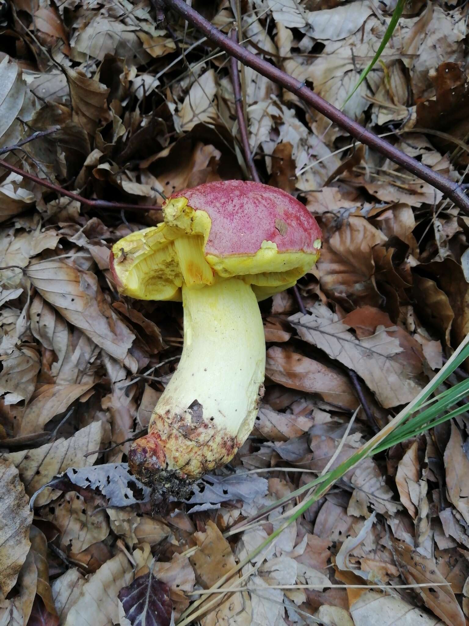 Image of Butyriboletus regius (Krombh.) D. Arora & J. L. Frank 2014