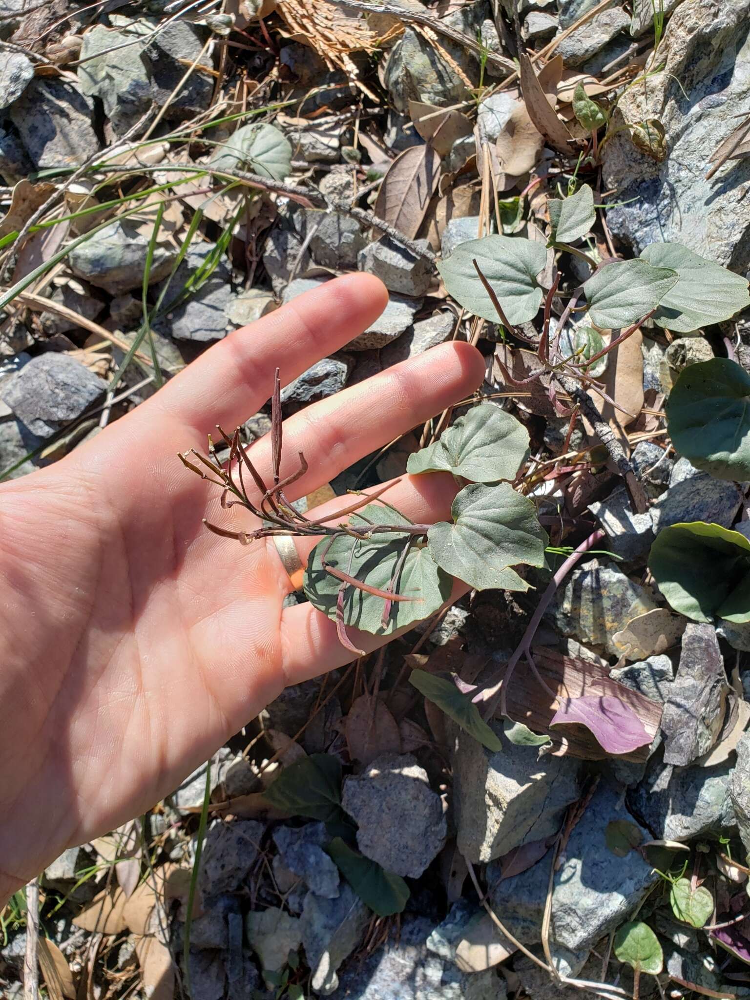 Image of Serpentine Bittercress