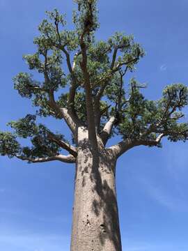 Image of Baobab