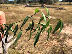 Plancia ëd Secamone elliptica R. Br.