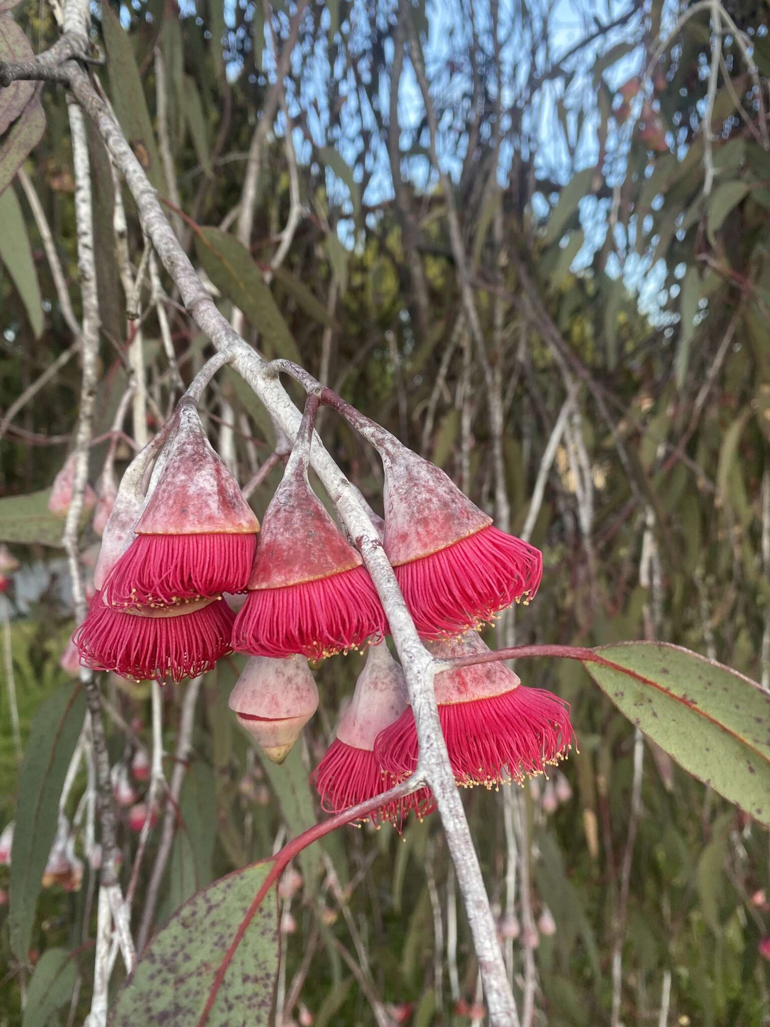 Слика од Eucalyptus caesia Benth.