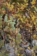 Image of Syringa villosa subsp. wolfii (C. K. Schneid.) Jin Y. Chen & D. Y. Hong