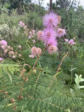 Image of Mimosa claussenii Benth.