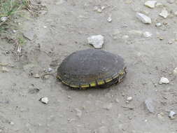 Image of Yellow Mud Turtle