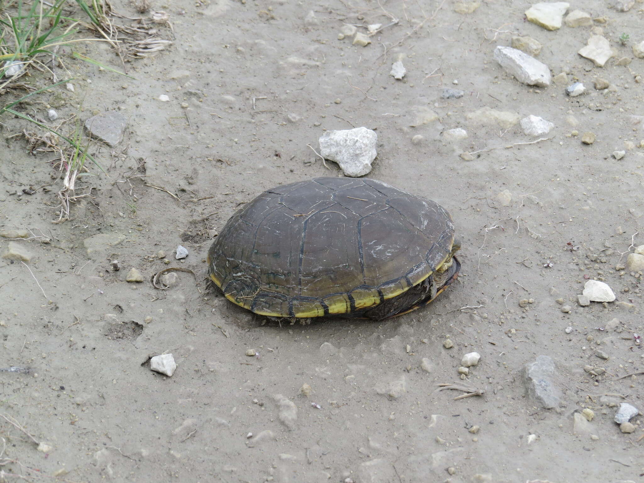 Image of Yellow Mud Turtle