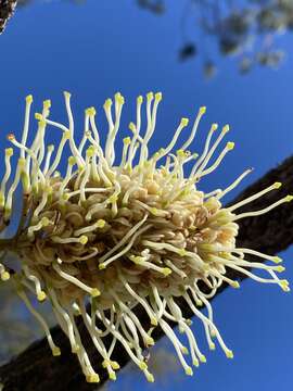 Image of Bootlace oak