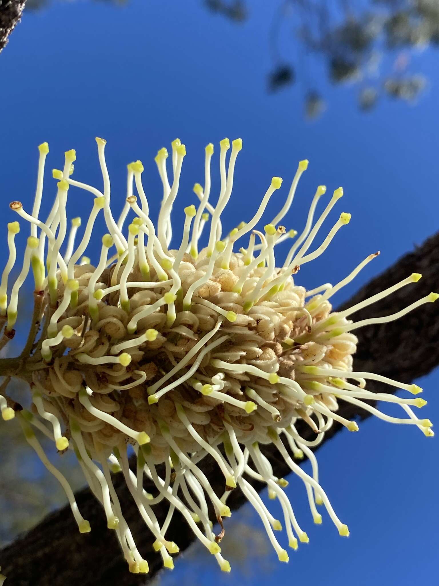 Image de Hakea lorea (R. Br.) R. Br.