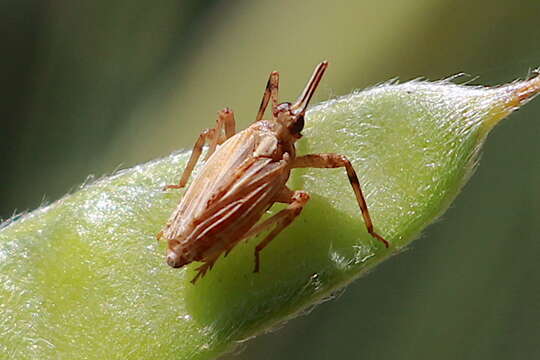 Image of Scolops californica Lawson & Beamer 1930