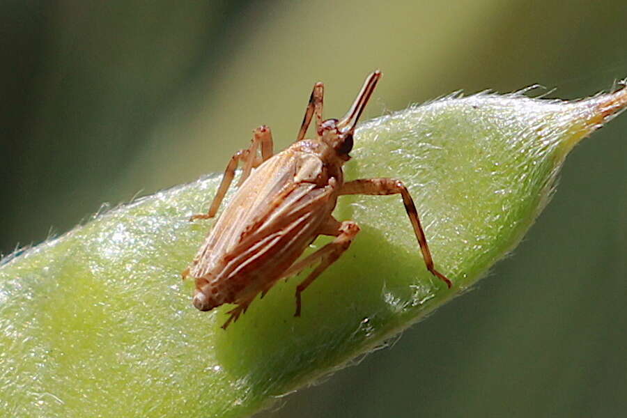 Image de Scolops californica Lawson & Beamer 1930