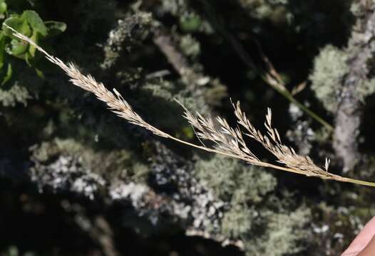 Image of Pacific reedgrass