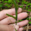 Image of Carex alopecuroides D. Don