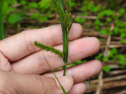 Image of Carex alopecuroides D. Don